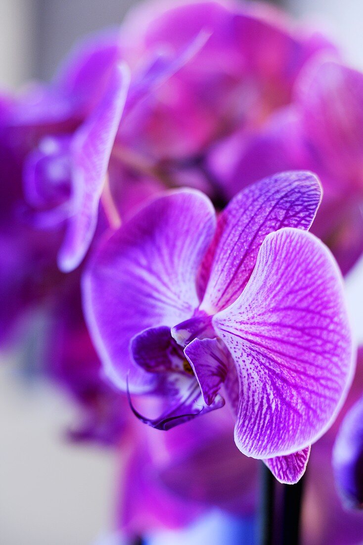 Violette Orchideen (Nahaufnahme)