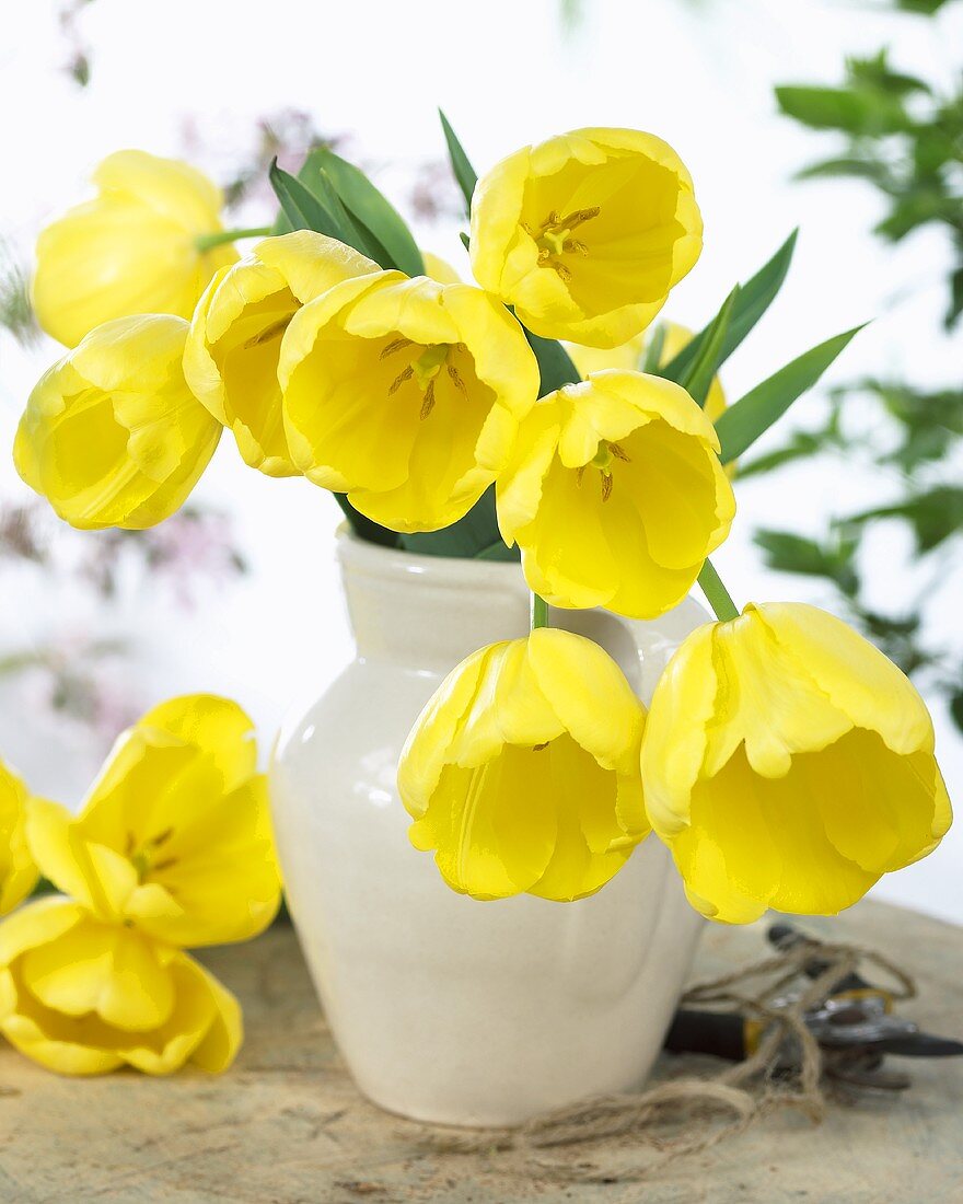 Yellow tulips, variety: Cherokee, in a vase