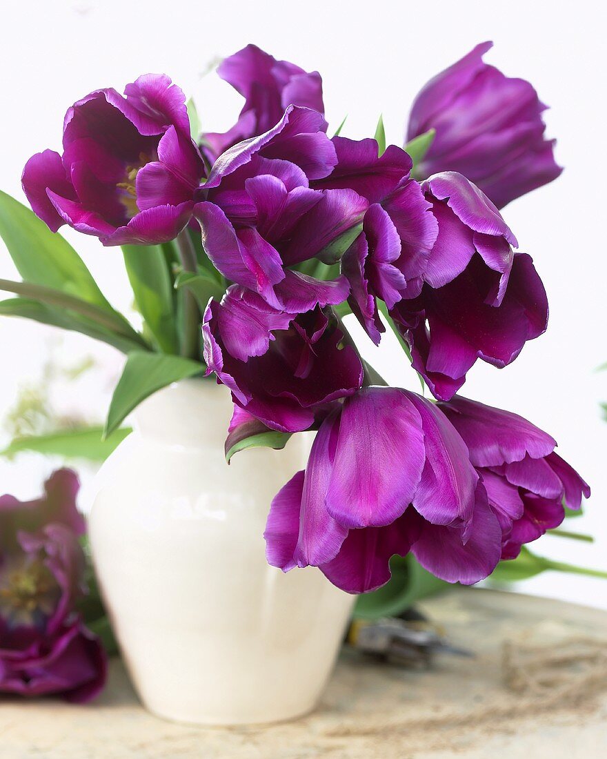 Purple tulips, variety: Purple Rain, in a vase