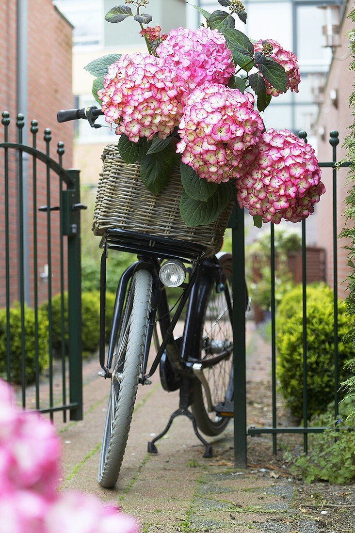 Korb mit Hortensien auf einem Fahrrad