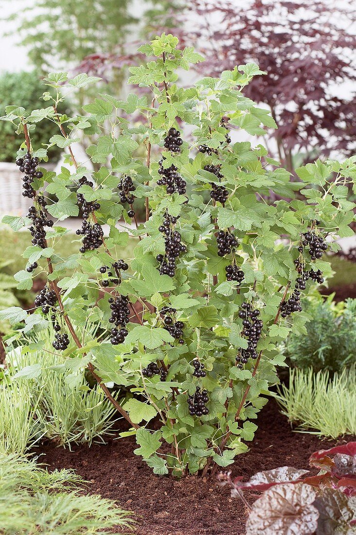Schwarze Johannisbeeren (Ribes Nigrum) am Strauch im Garten