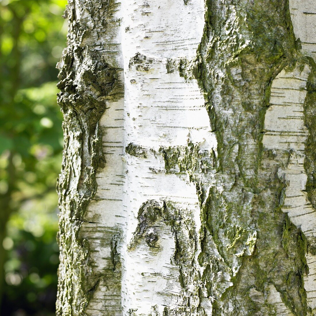 Stem of upright silver birch (Betula pendula Fastigiata)