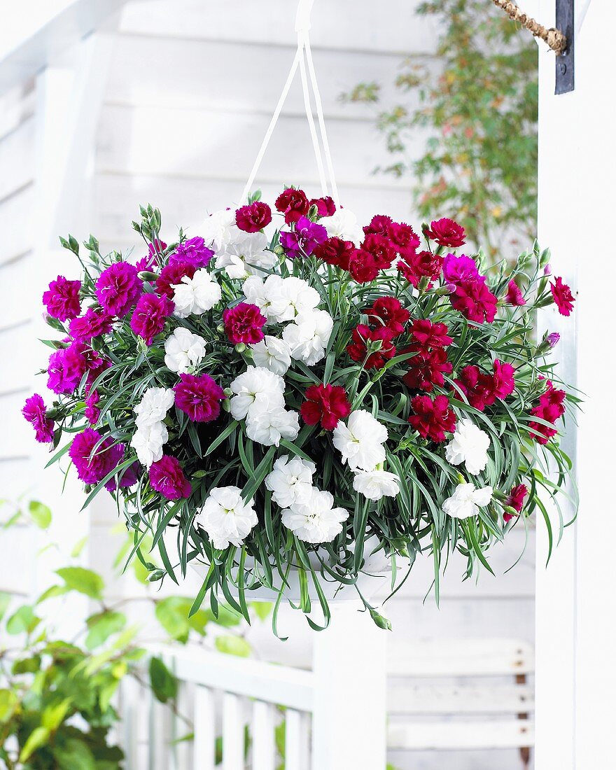 Cascading pinks ('Dianthus fontaine') in hanging basket at front of house