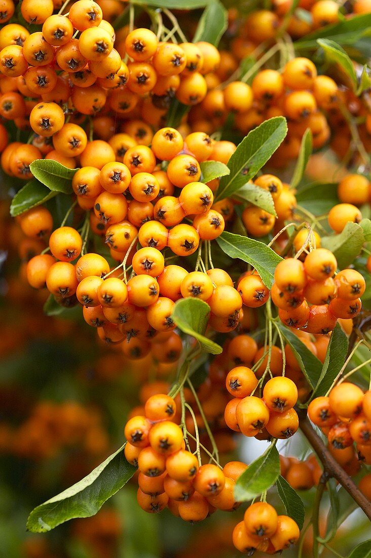 Firethorn (Pyracantha) berries on the bush