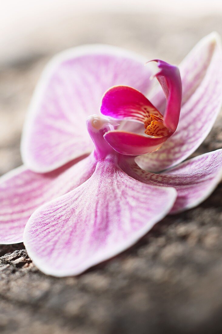 Rosafarbene Phalaenopsis