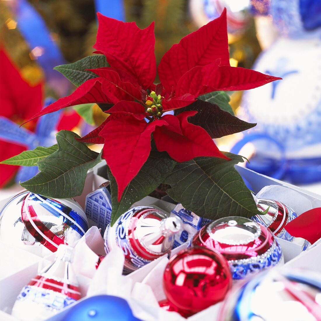 Weihnachtsstern (Euphorbia pulcherrima) und Weihnachtskugeln