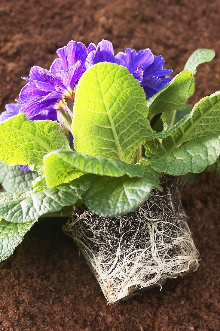 Primula with roots and compost