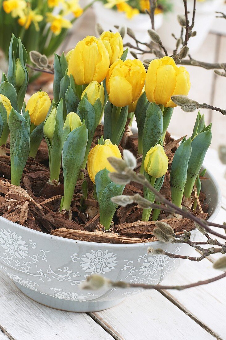 Yellow tulips, variety: Yellow Baby, in container