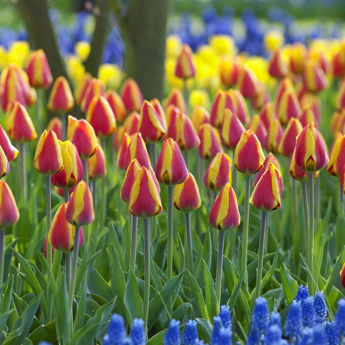 Tulips, variety: Bright Flair, in garden