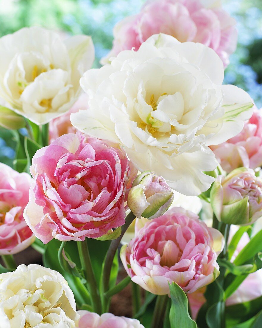 Tulips, varieties: Angelique (pink) and Mount Tacoma (white)