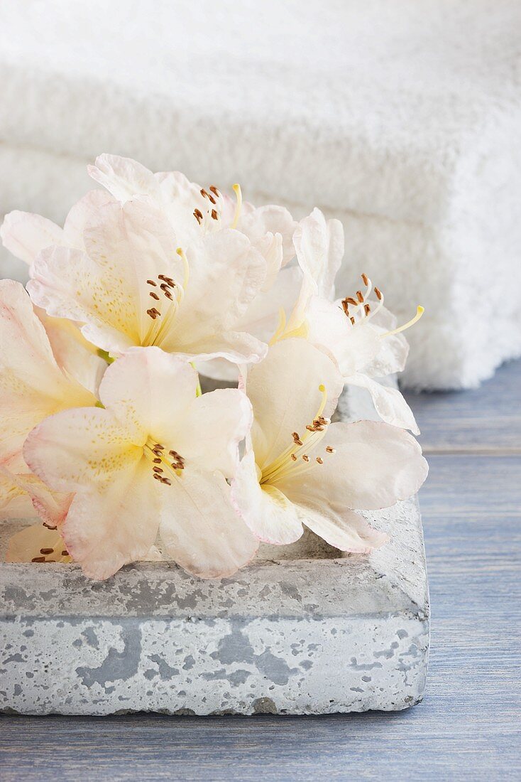 White rhododendron flowers in front of towels