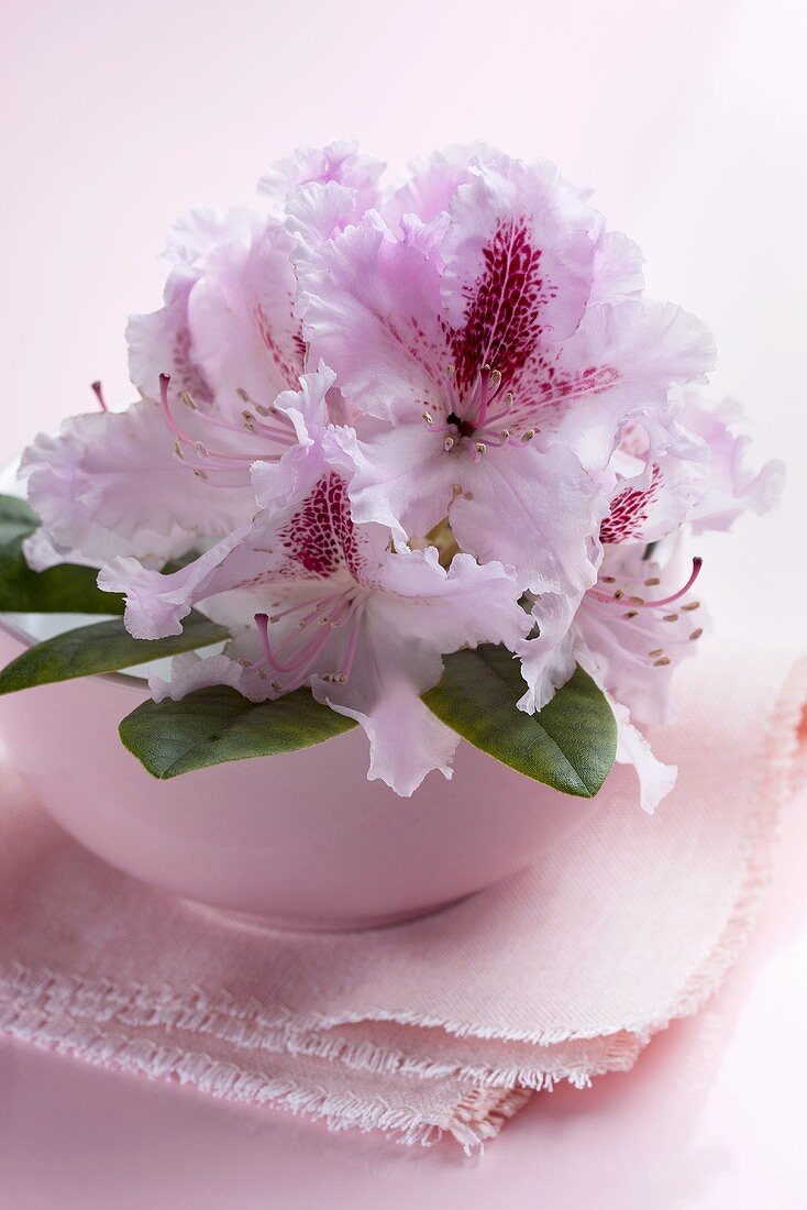 Pink rhododendron flowers in bowl