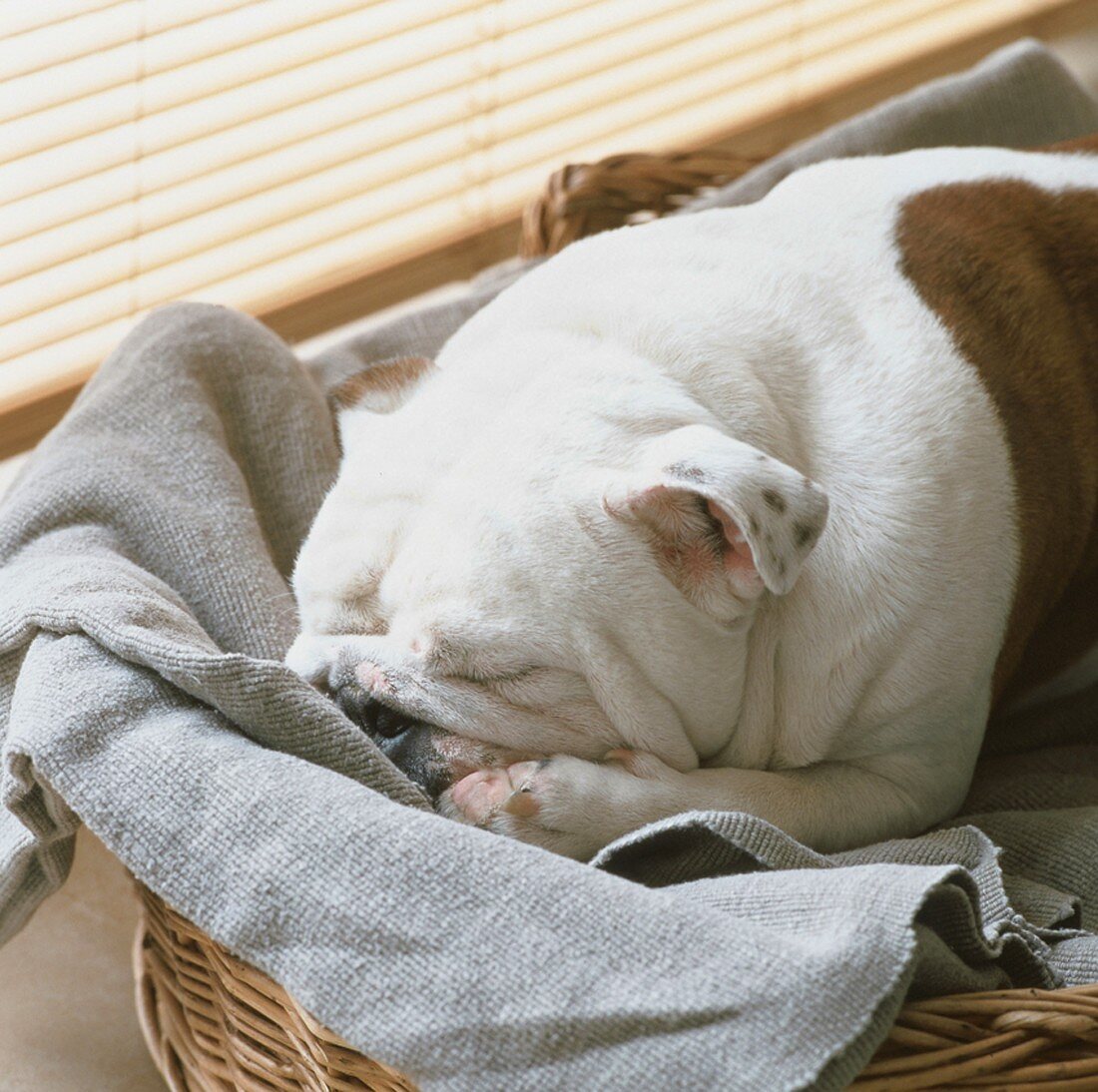 Bulldog in basket