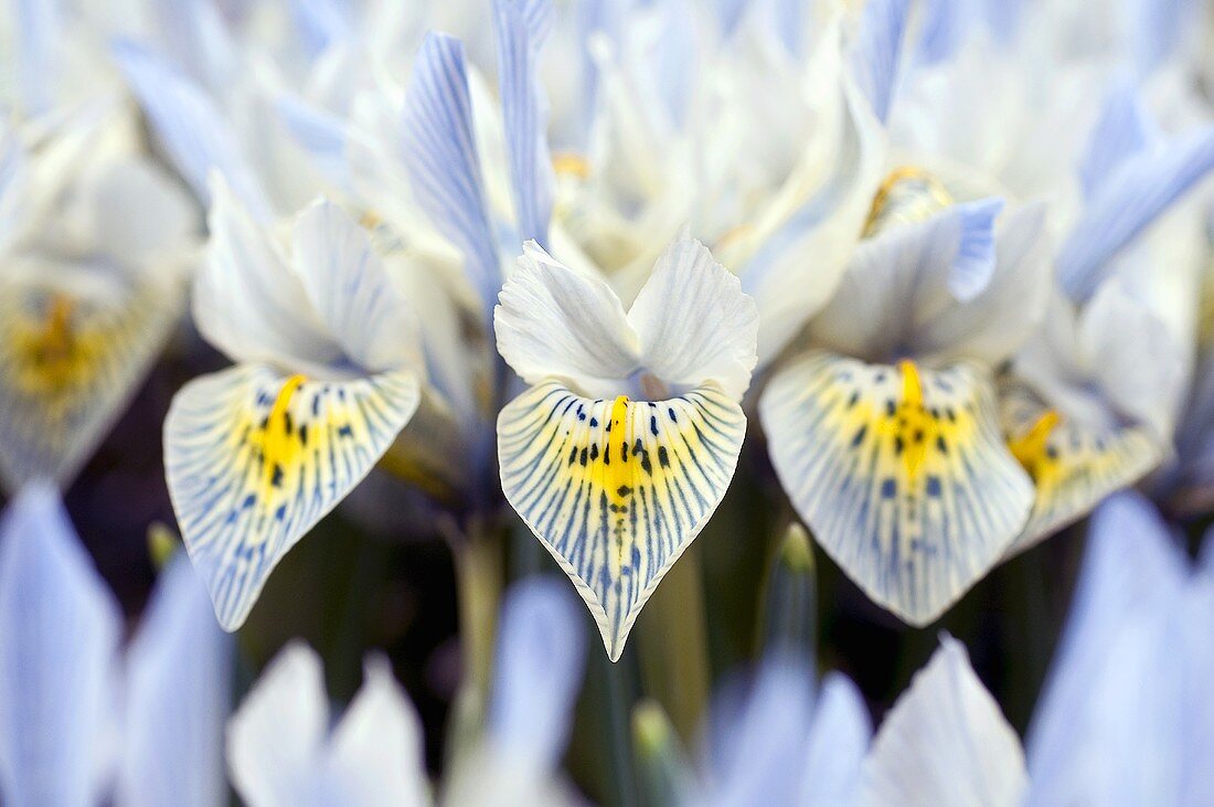Mehrere hellblaue Iris