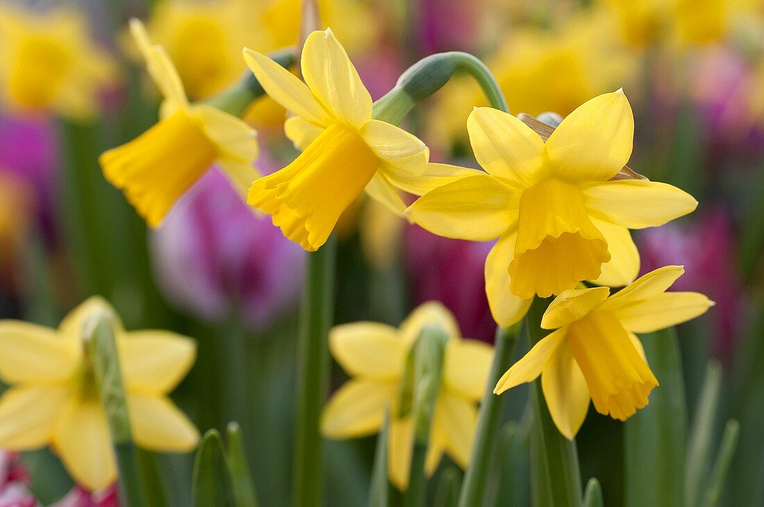 Daffodils