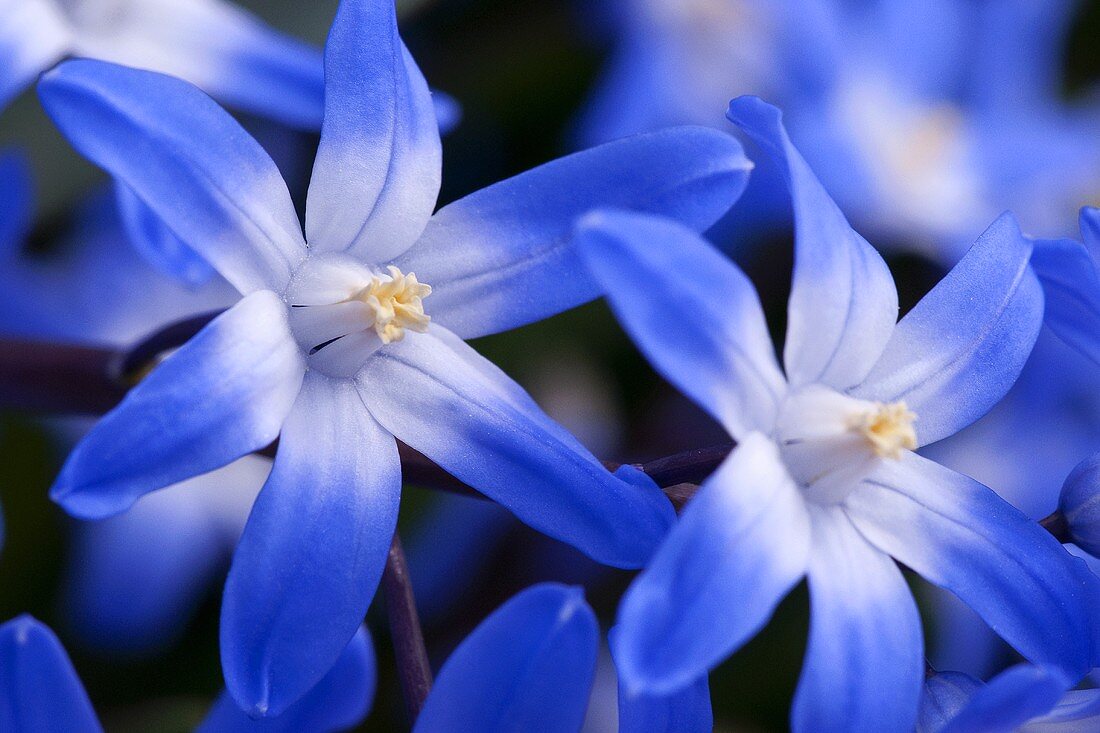 Hyacinth (Scilla)