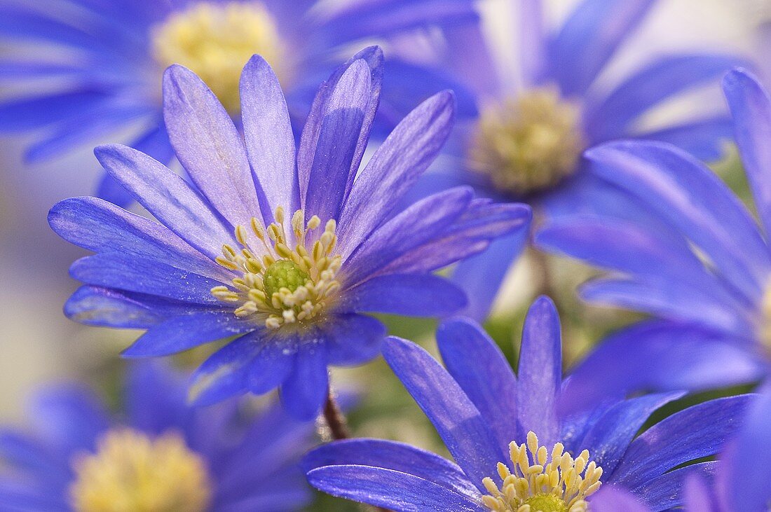 Strahlenanemonen (Anemone blanda)