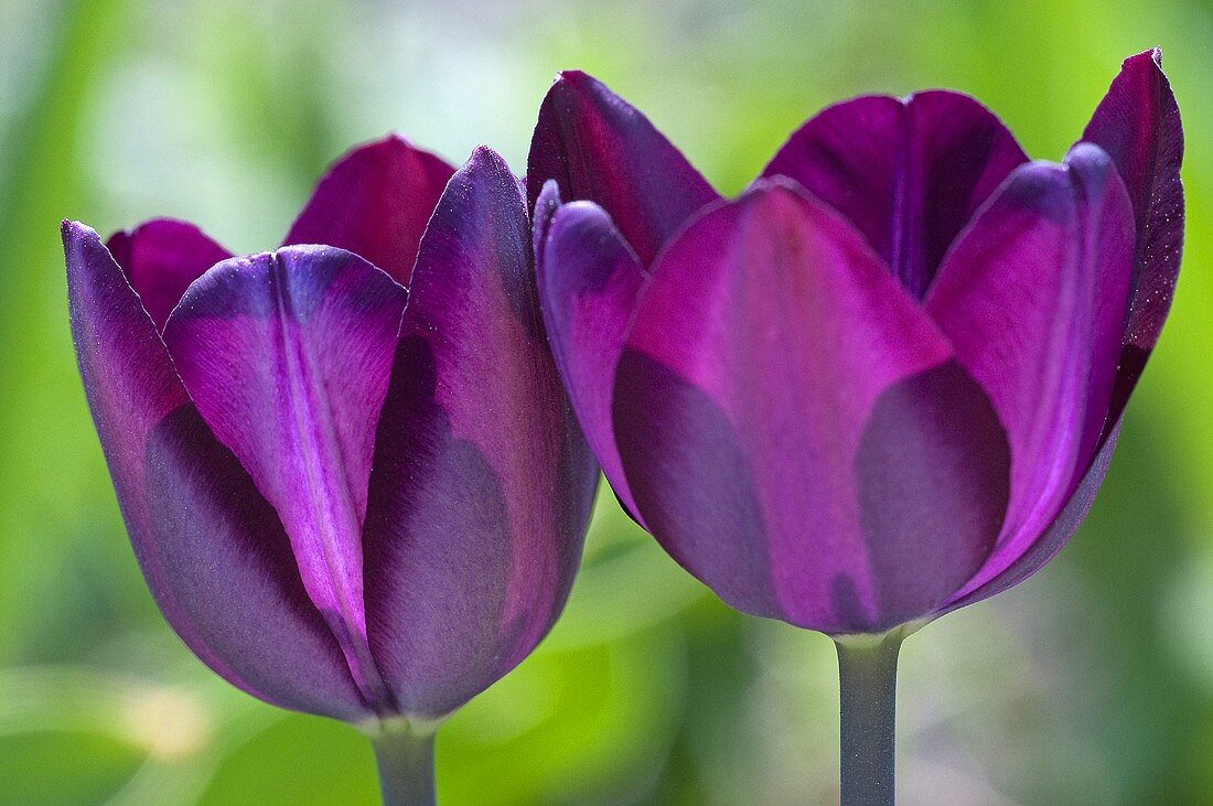 Two violet tulips