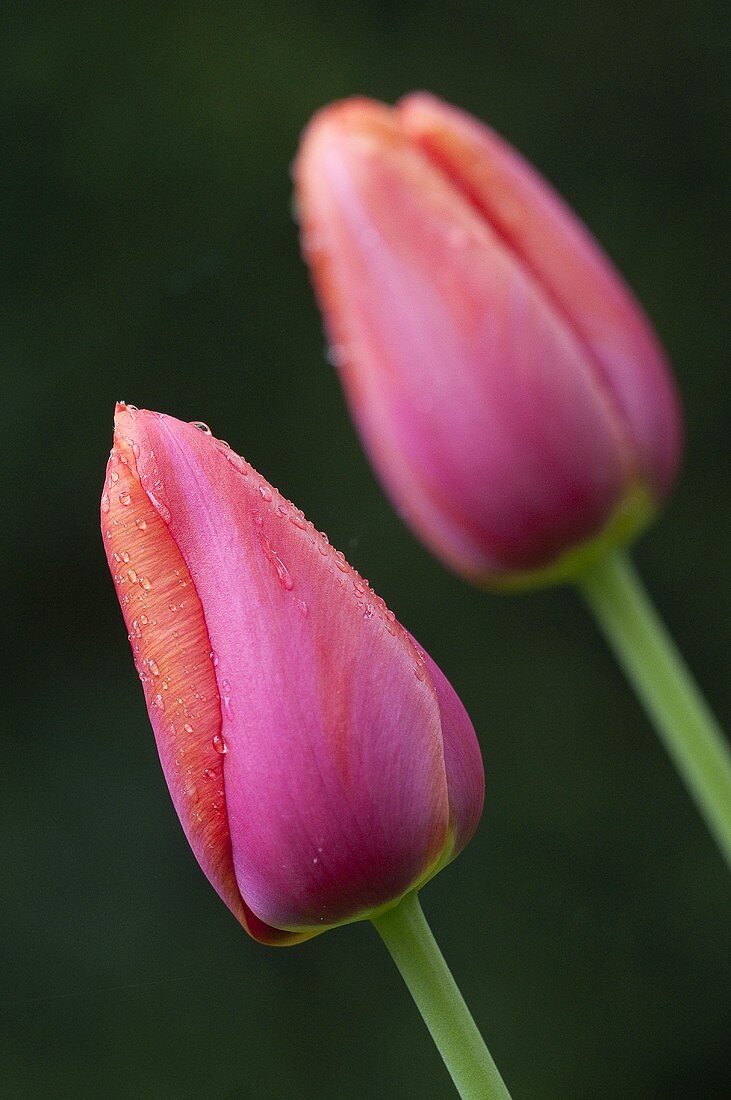 Two pink Avigon tulips with dew drops