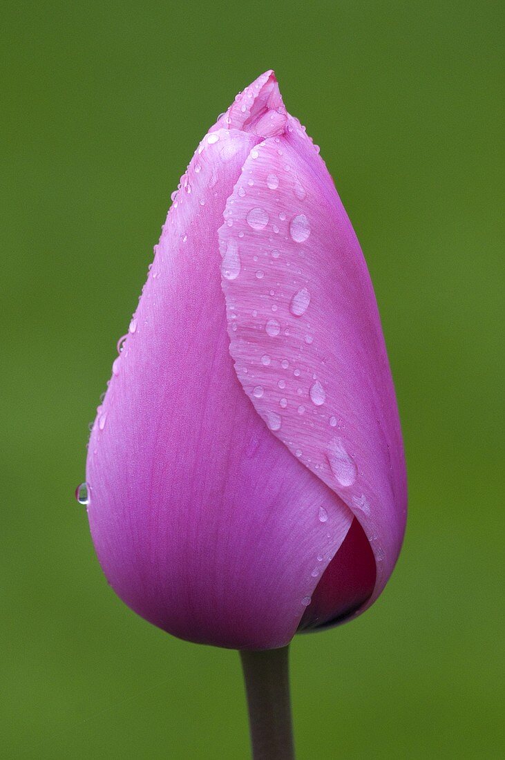 Pinkfarbene Tulpe mit Wassertropfen