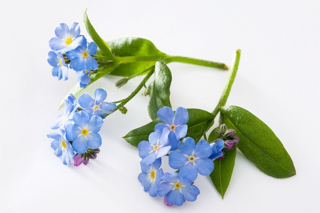 Vergissmeinnicht (Myosotis 'Myomark')