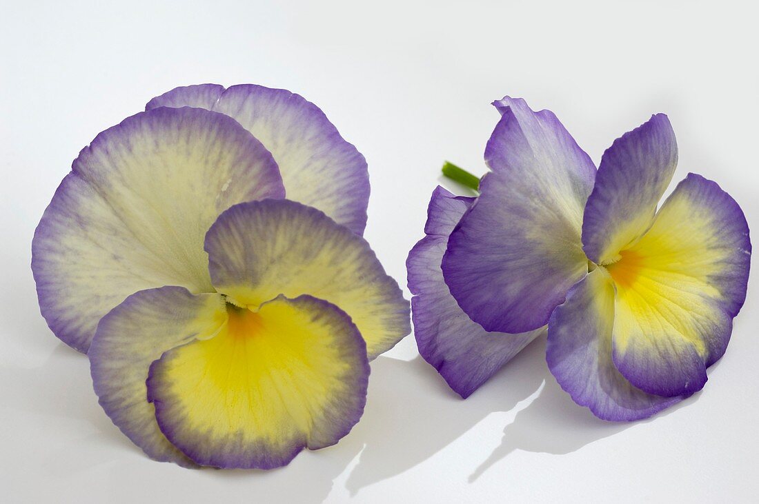 Hornveilchen (Viola cornuta 'Etain'), einzelne Blüten