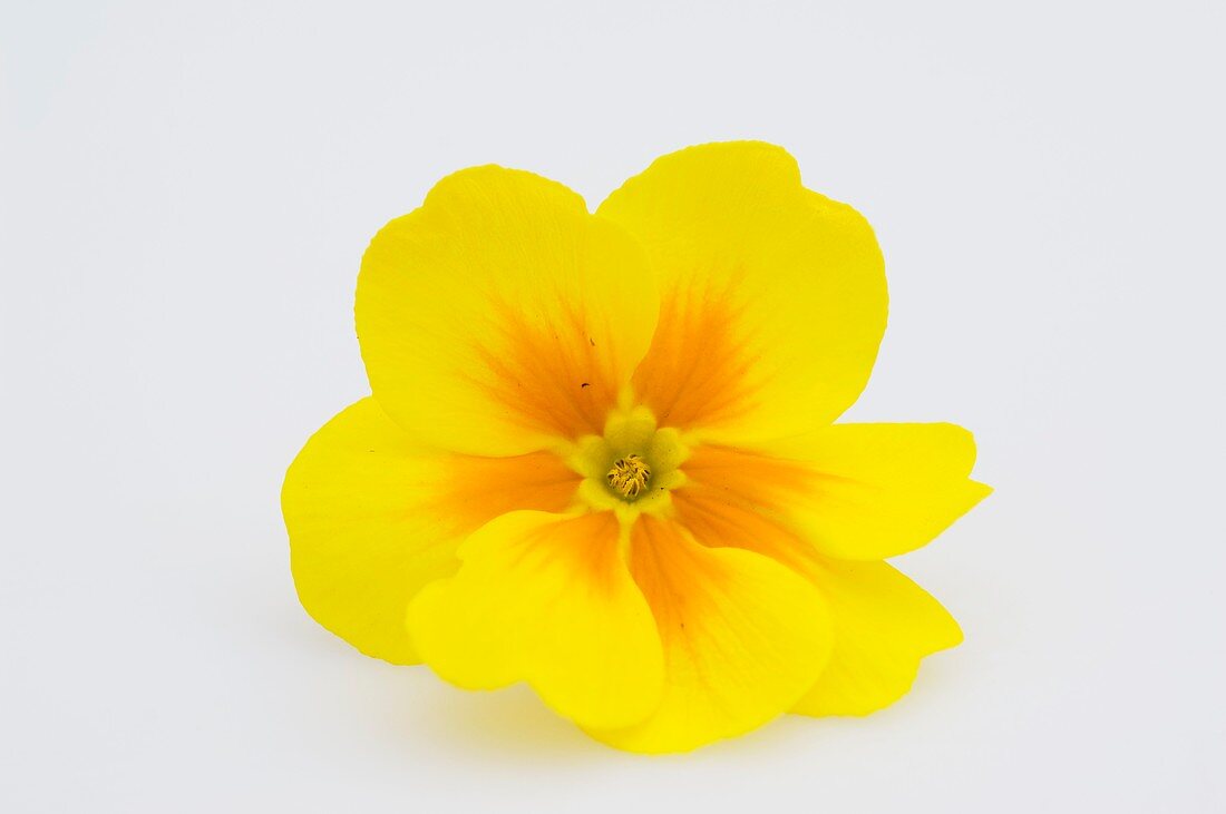 Blüte von Frühlingsprimel (Primula vulgaris syn. acaulis)