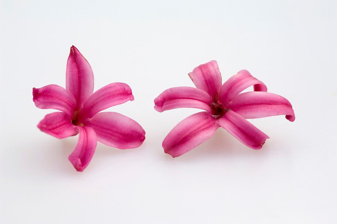 Hyacinth (Hyacinthus orientalis), individual flowers