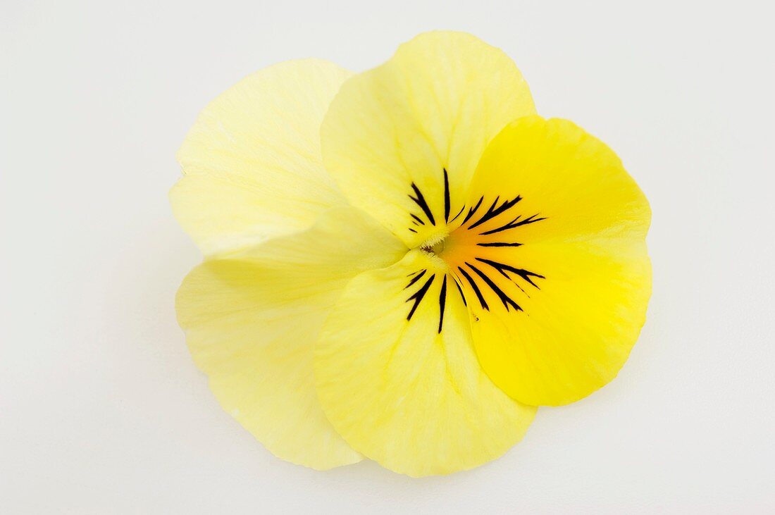 Hornveilchen (Viola cornuta 'Twix Yellow'), einzelne Blüte