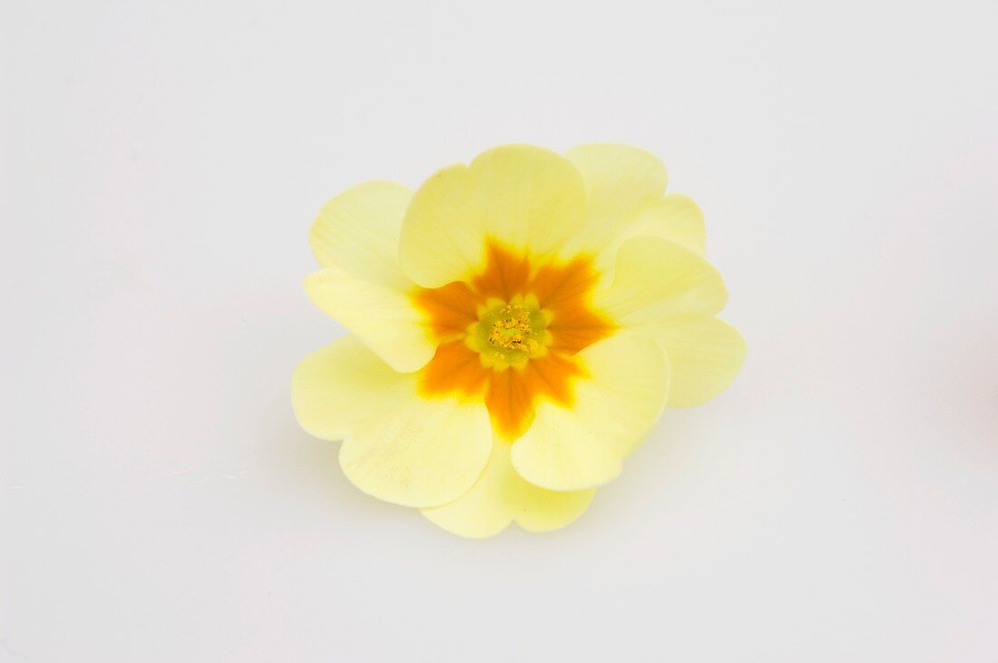 Primrose flower (Primula vulgaris syn. acaulis)