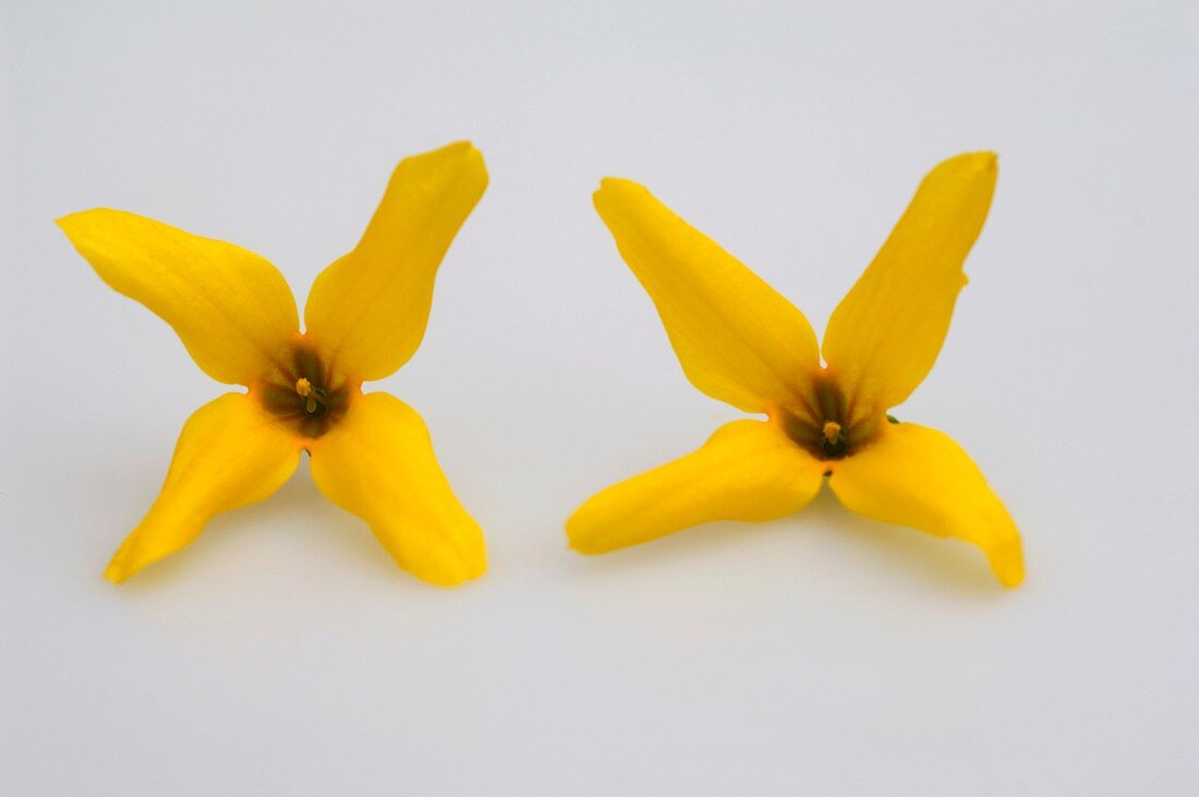 Goldglöckchen (Forsythia intermedia), einzelne Blüten