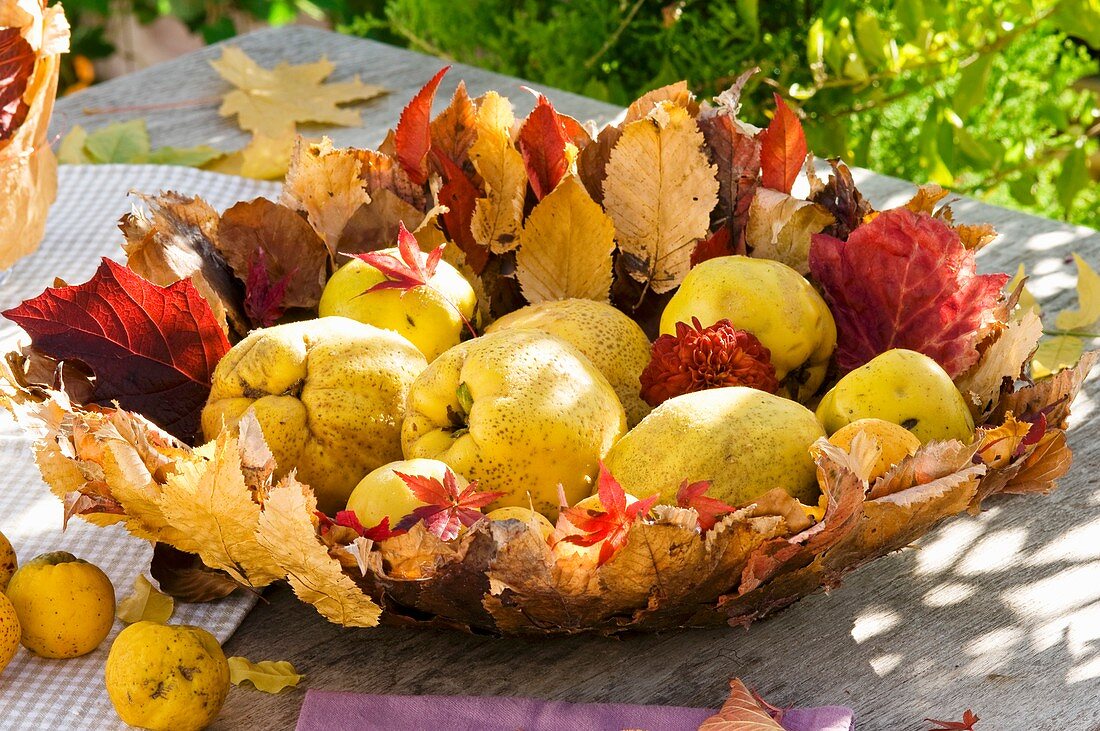 Quinces in bowl made of autumn leaves