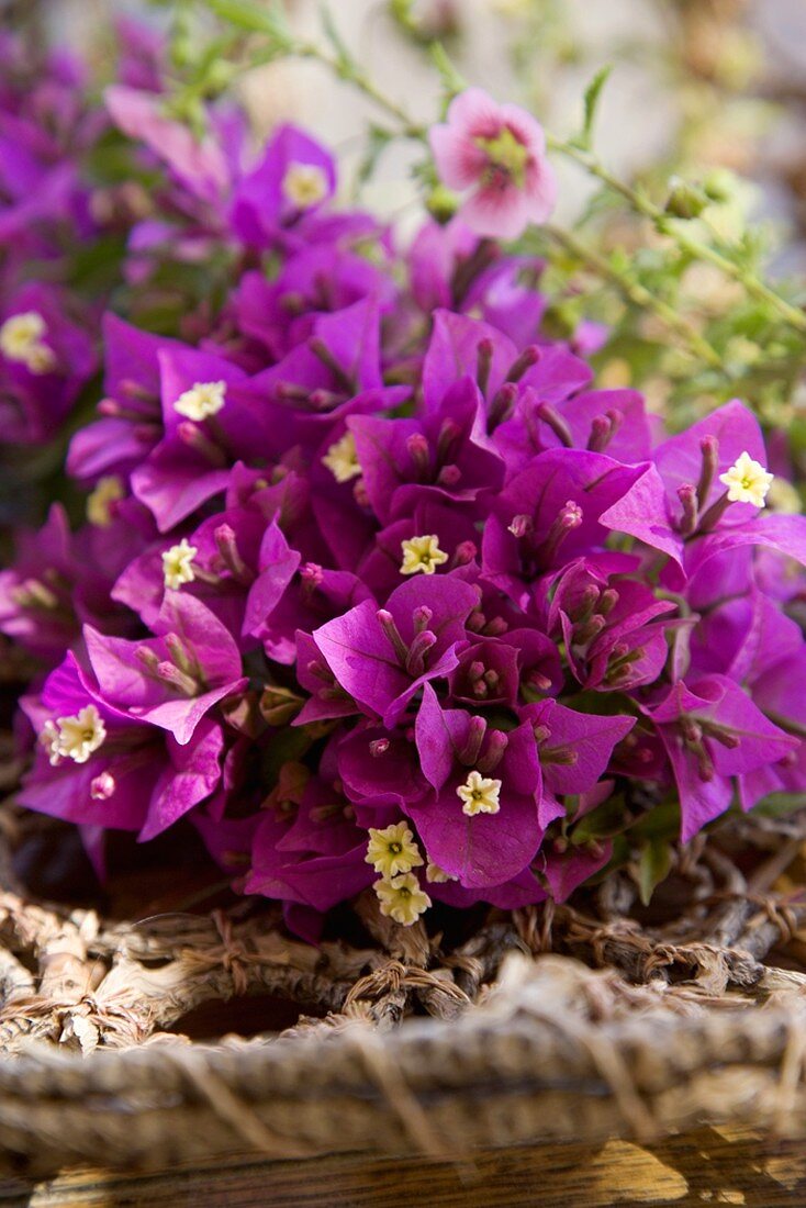 Purple flowers