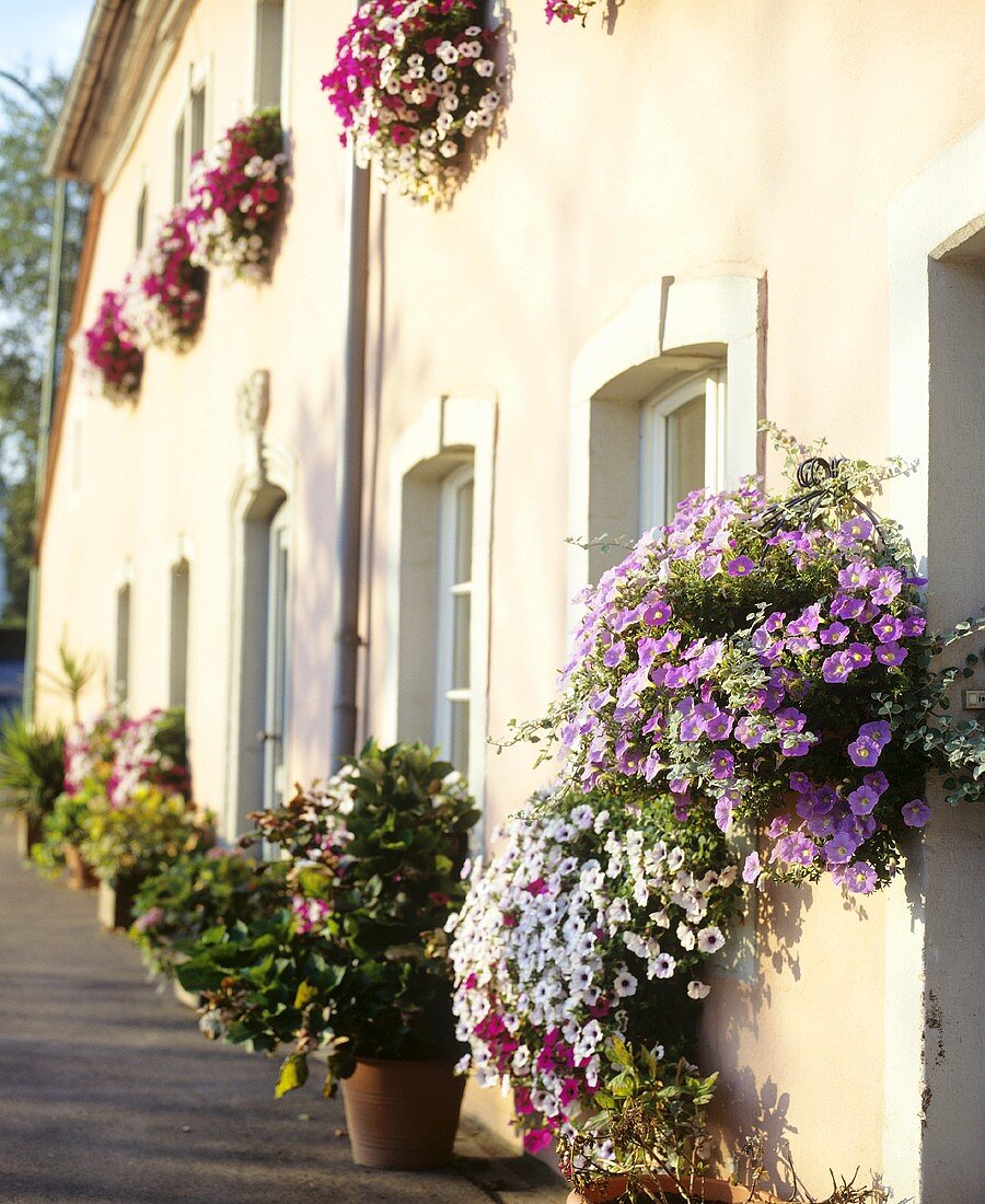 Haus mit üppig bepflanzten Blumenkästen & Blumenkübeln