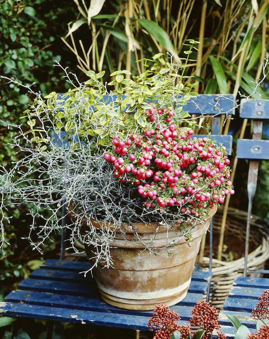 Mixed planting in flowerpot