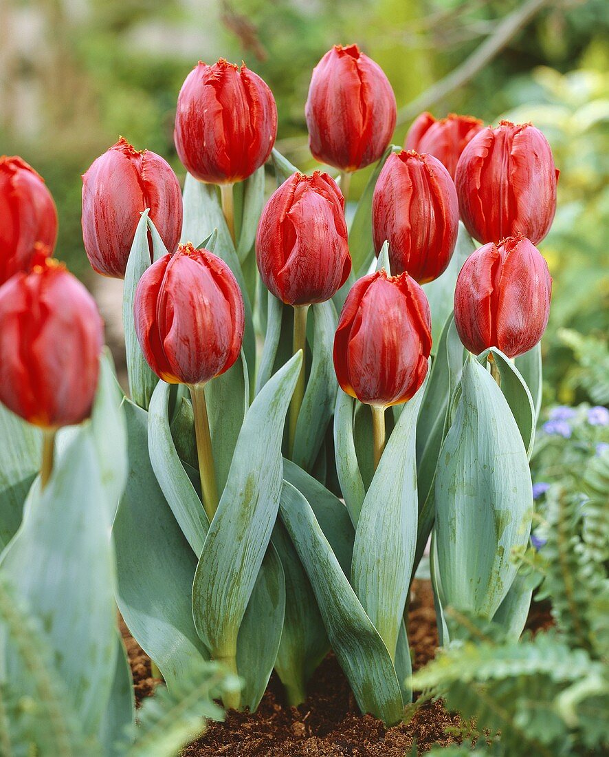 Rote Tulpen der Sorte 'Arma'