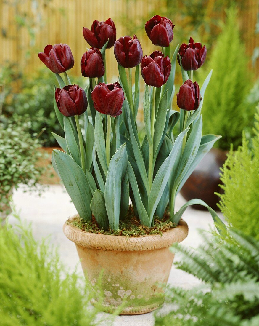 Tulips, variety 'Black Jack'