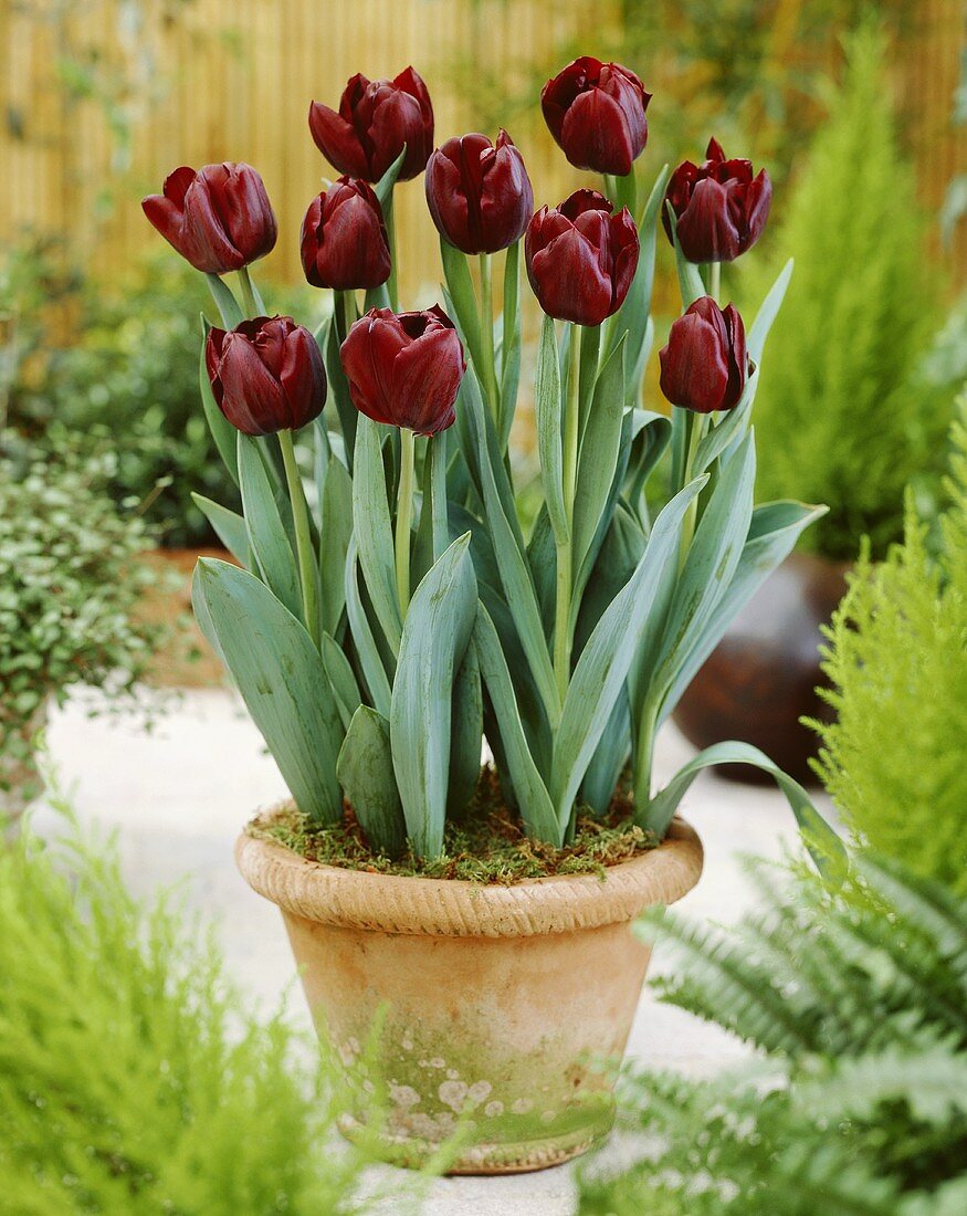 Tulpen der Sorte 'Black Jack'