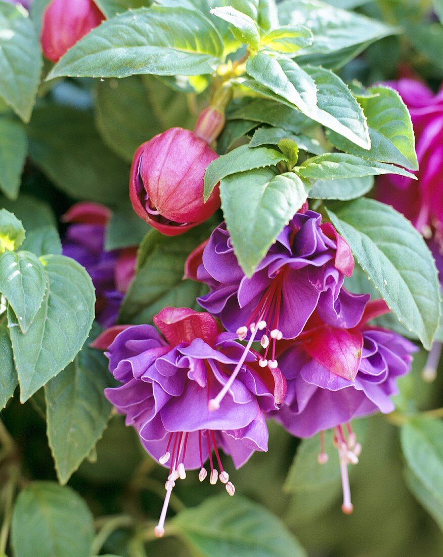 Purple fuchsia
