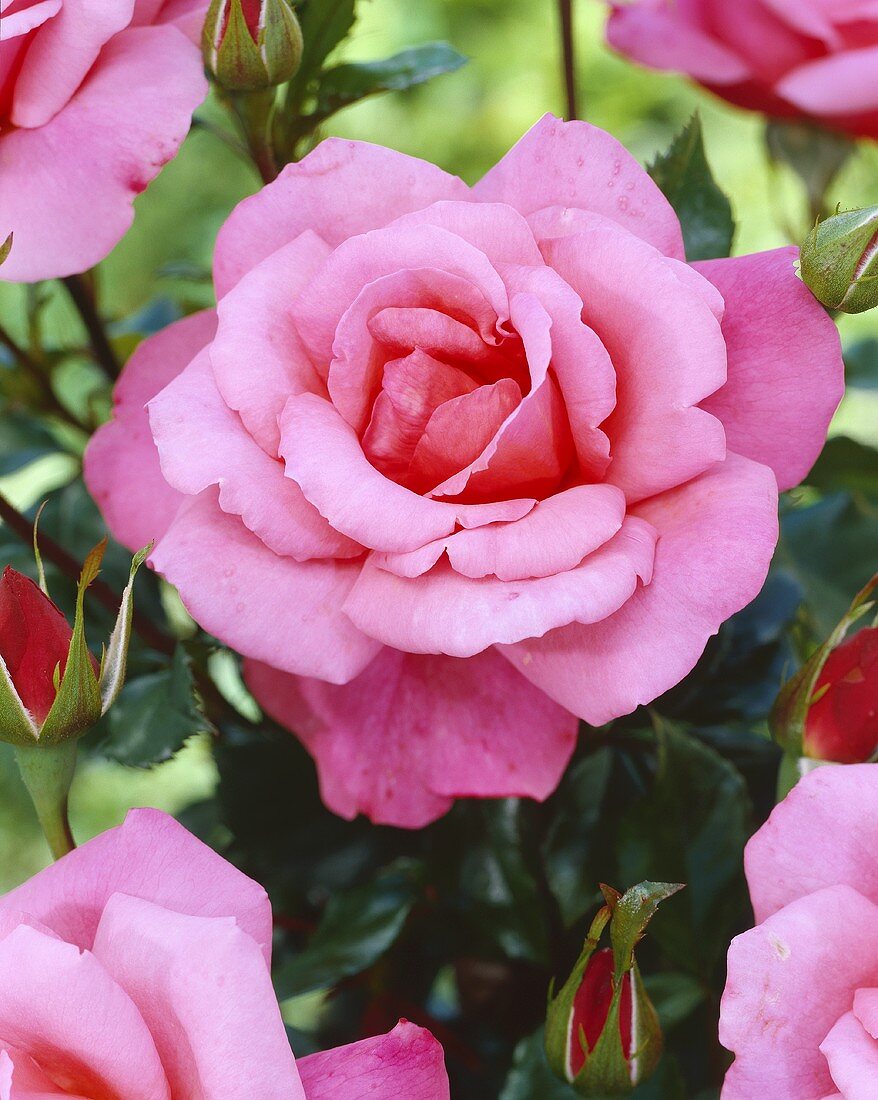 'Frederiksborg'-Rose