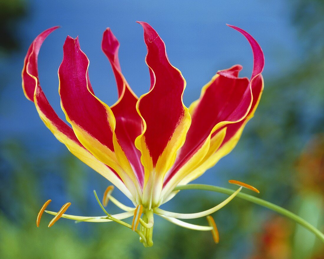 Glory lily (Gloriosa)