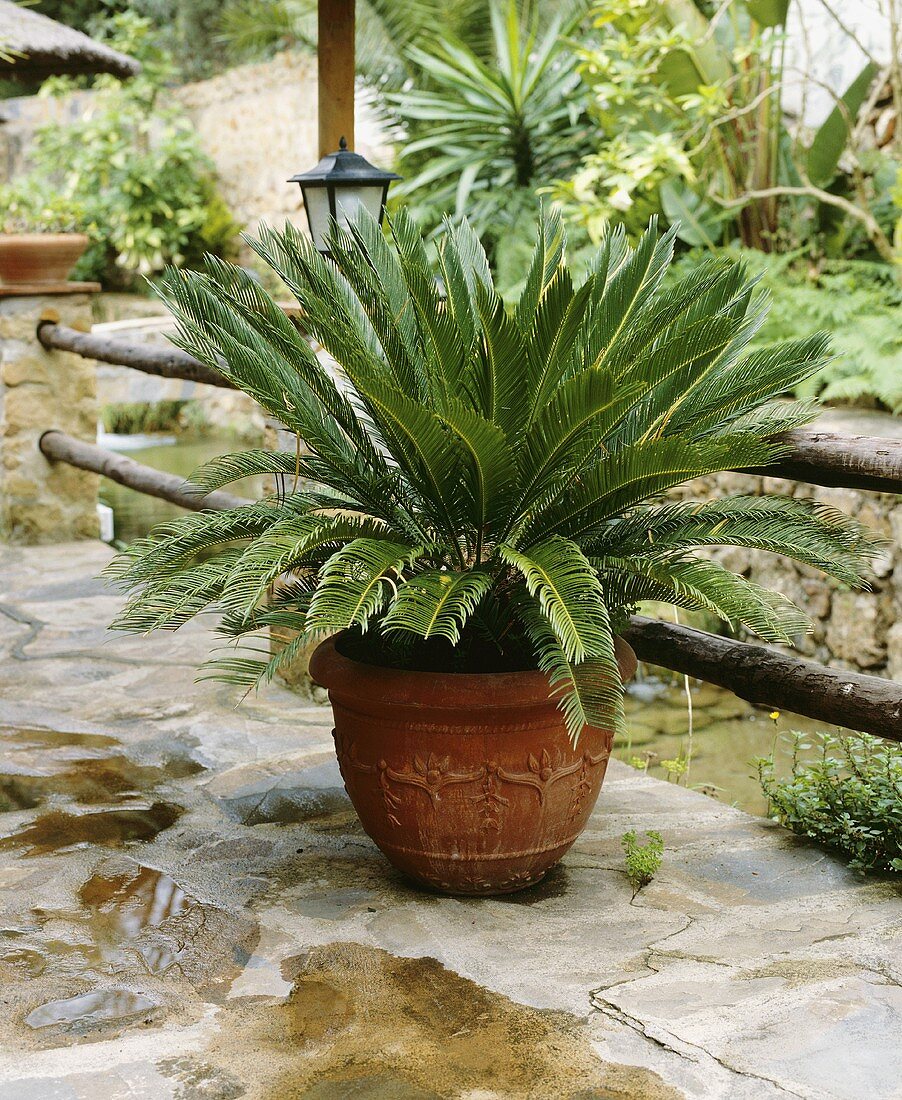 Palmfarn in dekorativem Terracottatopf (Cycas revoluta)