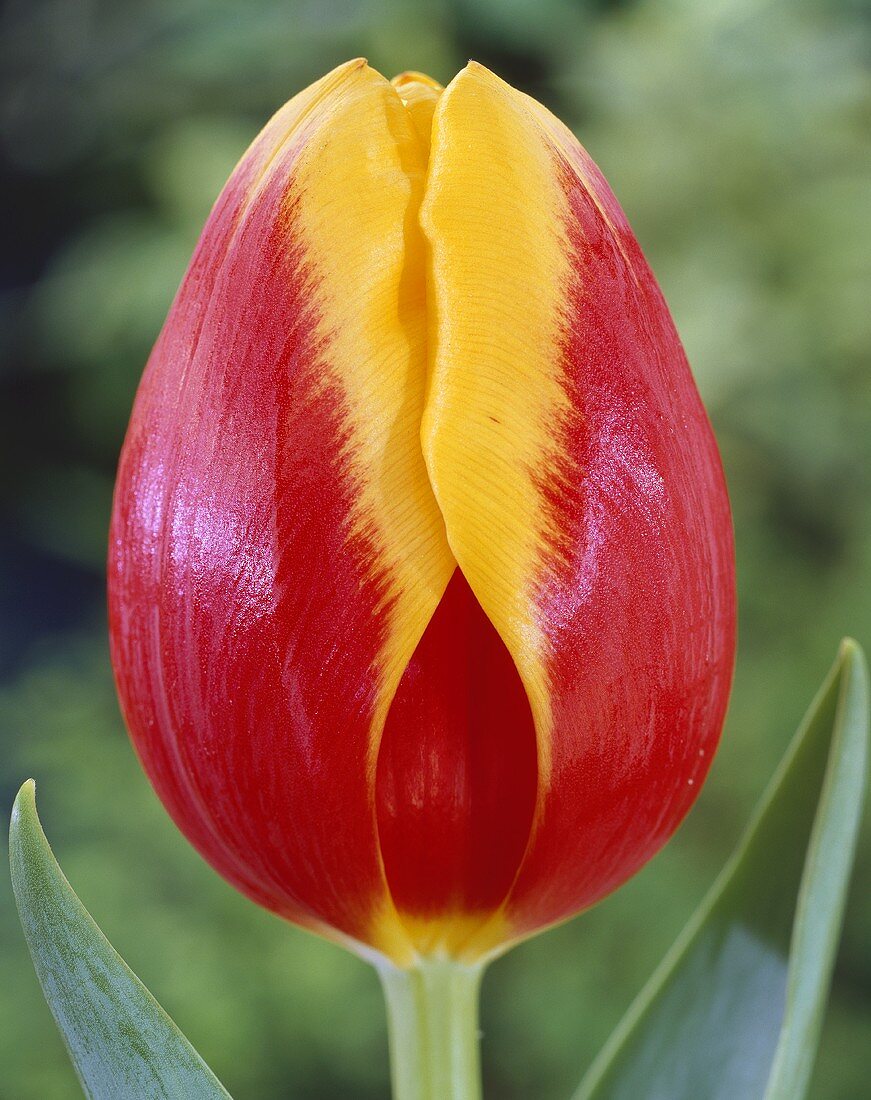 Tulpe 'Rambo'