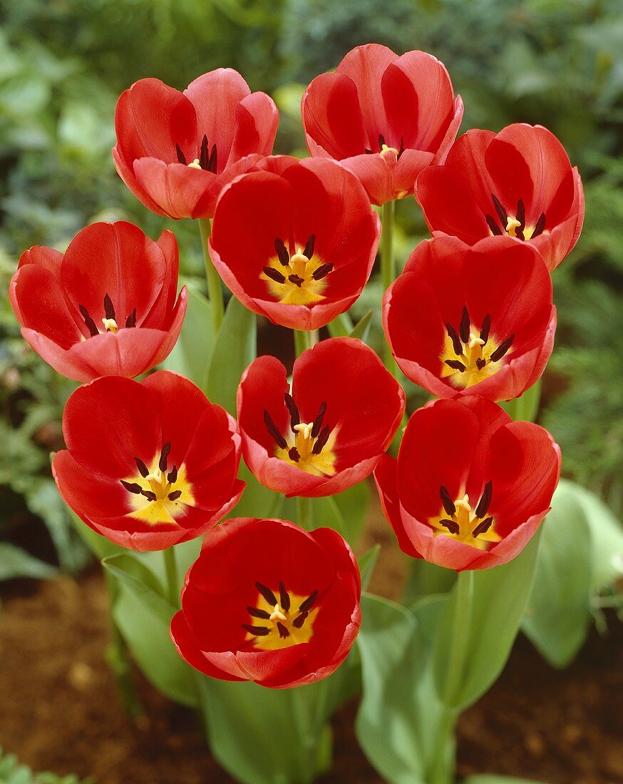 Rote 'Van Eijk' Tulpen