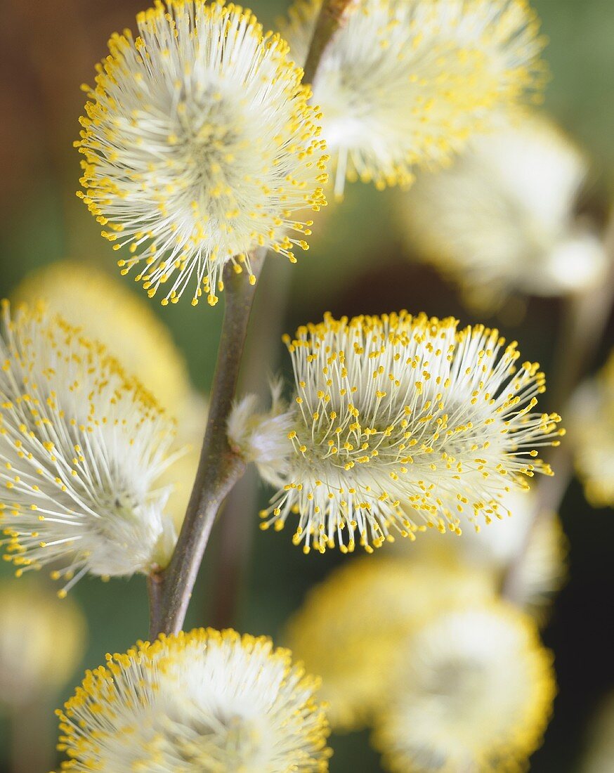 Blühende Weidenkätzchen der Hängekätzchen-Weide (Salix caprea Kilmarnock)