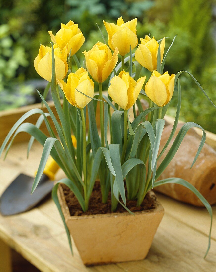 Yellow tulips in pot