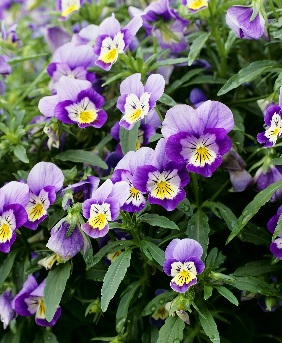 Purple horned violets
