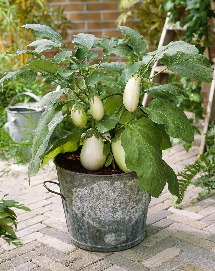 White aubergine plant in tub (Aubergine 'Mohican')