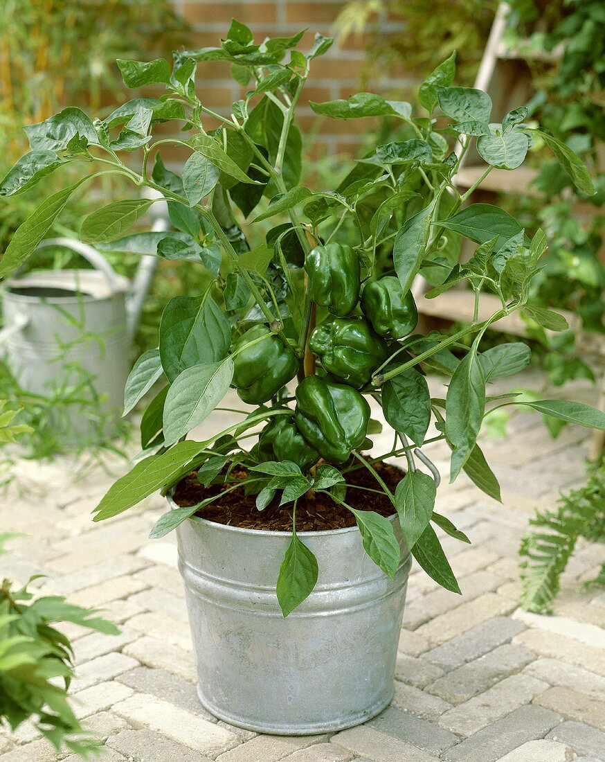 Paprikapflanze im Kübel mit grünen Paprikaschoten