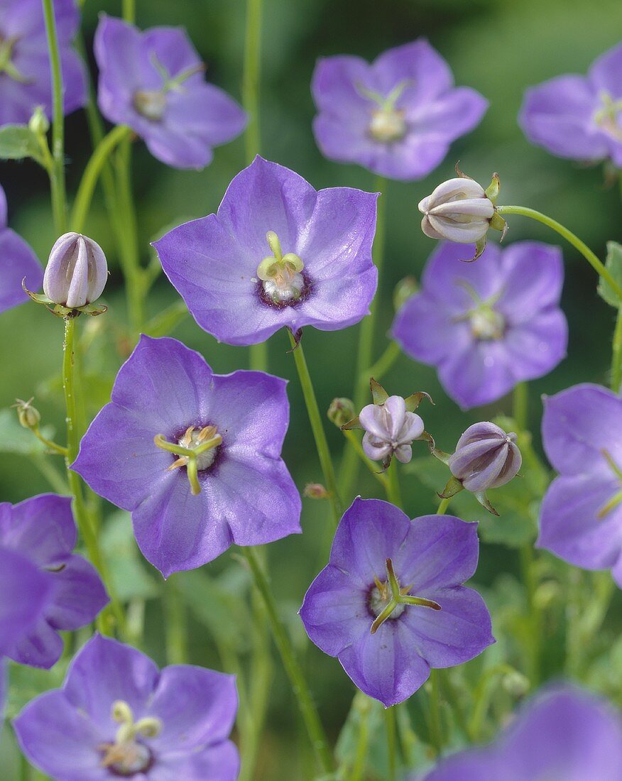 Violette Glockenblumen (Campanula Samantha)